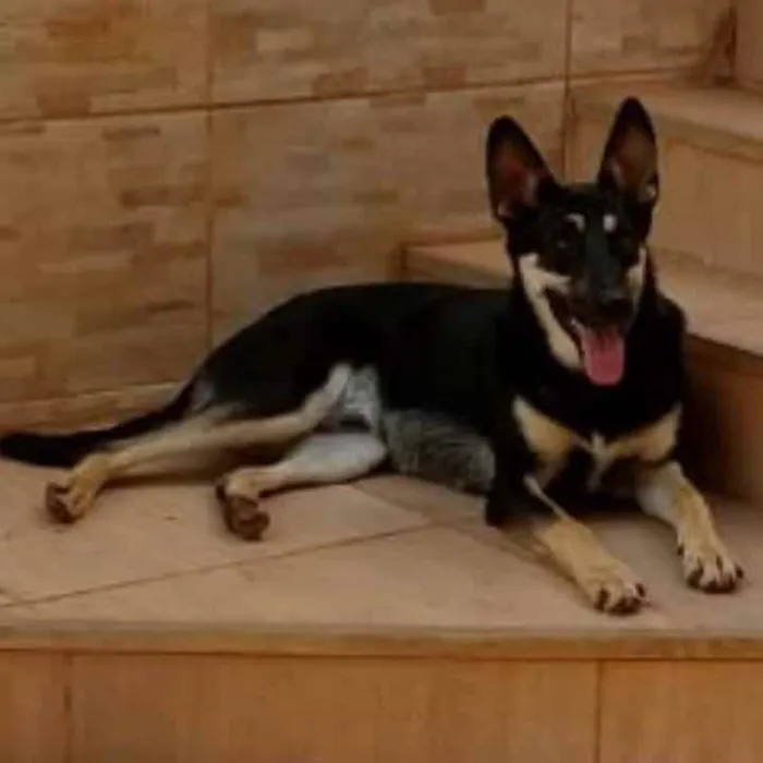 Cachorro raça Pastor Alemão misturado idade 2 anos nome Toby