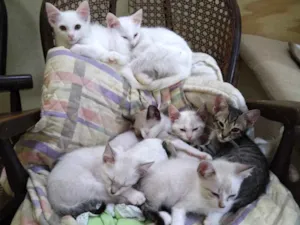 Gato raça Srd idade Abaixo de 2 meses nome Lindos gatinhos filh