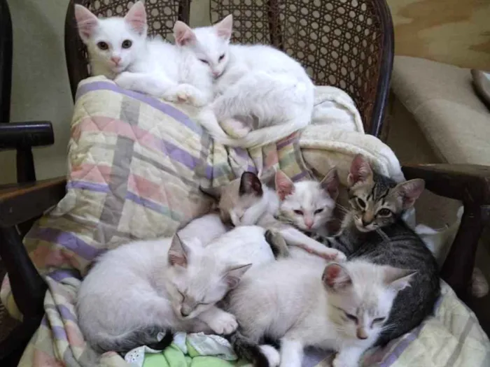 Gato ra a Srd idade Abaixo de 2 meses nome Lindos gatinhos filh