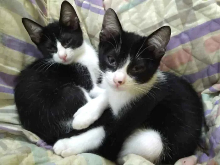 Gato ra a Srd idade Abaixo de 2 meses nome Lindos gatinhos filh