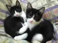 Lindos gatinhos filh
