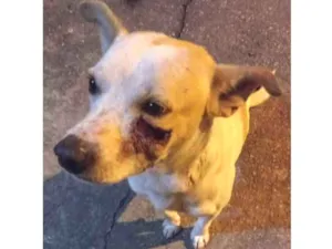 Cachorro raça  idade  nome Resgate Urgente