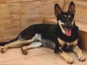 Cachorro raça Pastor Alemão misturado idade 2 anos nome Toby