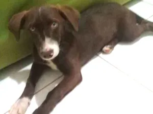 Cachorro raça  idade 2 a 6 meses nome Panqueca