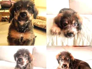 Cachorro raça SRD idade 2 a 6 meses nome Shoyu