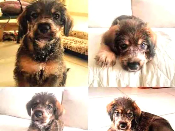 Cachorro ra a SRD idade 2 a 6 meses nome Shoyu