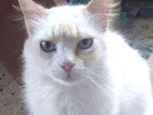 Gato raça Angorá idade 3 anos nome Mimi