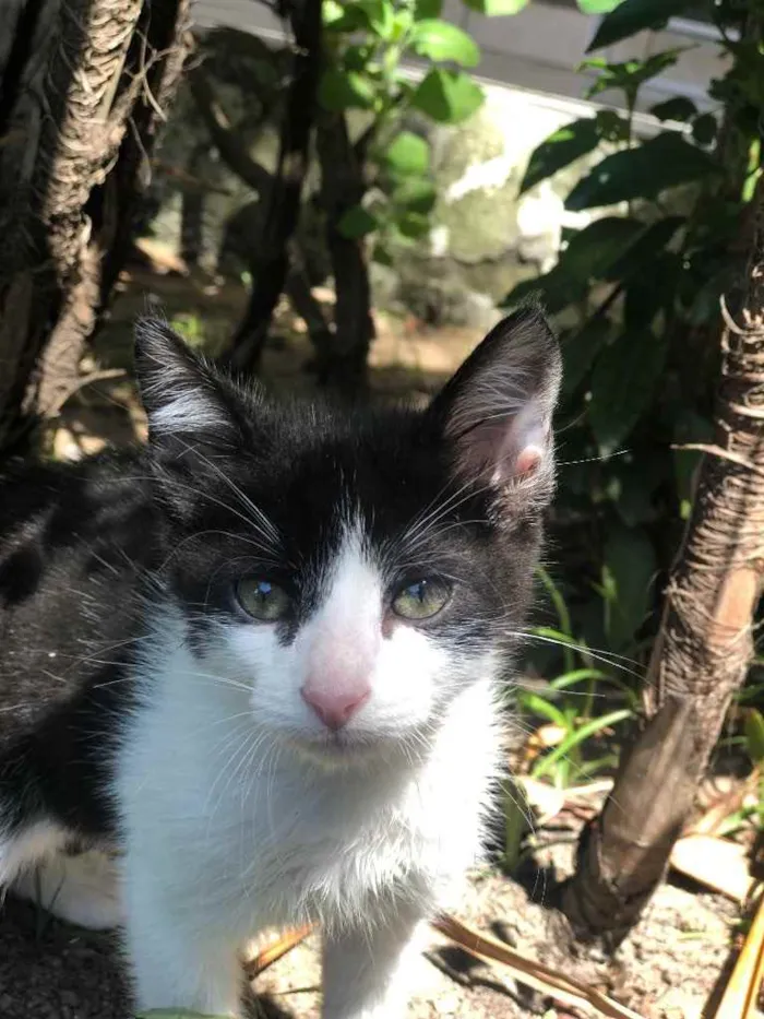Gato ra a sem raça definida idade 2 a 6 meses nome Leon