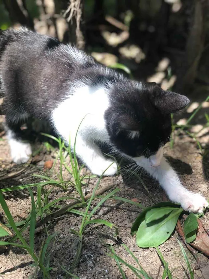 Gato ra a sem raça definida idade 2 a 6 meses nome Leon