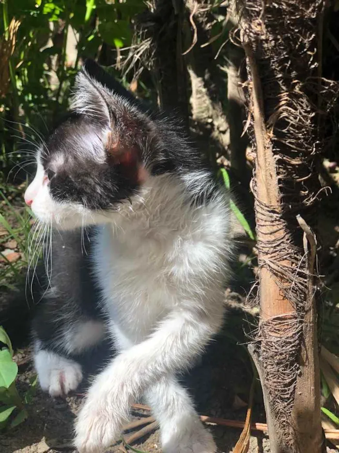 Gato ra a sem raça definida idade 2 a 6 meses nome Leon