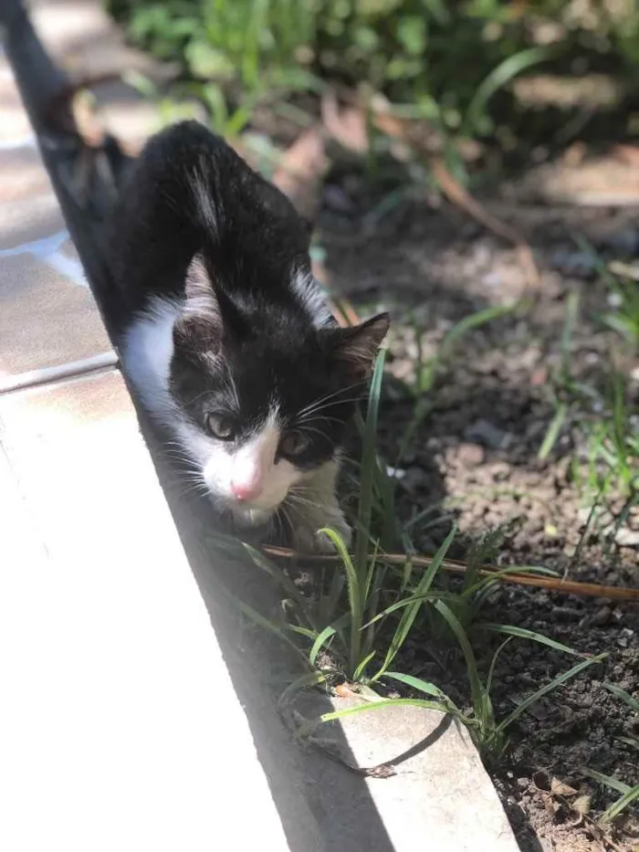 Gato ra a sem raça definida idade 2 a 6 meses nome Leon