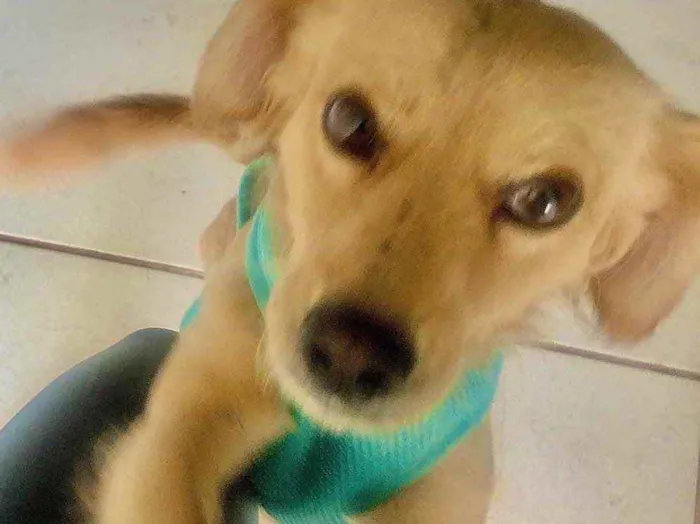 Cachorro ra a - idade Abaixo de 2 meses nome Guardião 