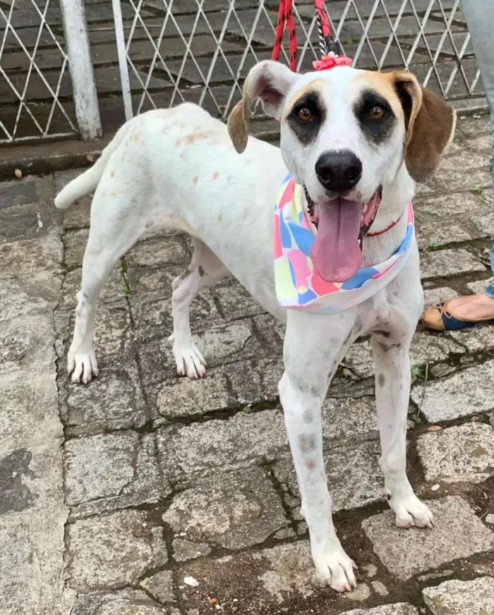 Cachorro ra a SRD-ViraLata idade 1 ano nome Bianca