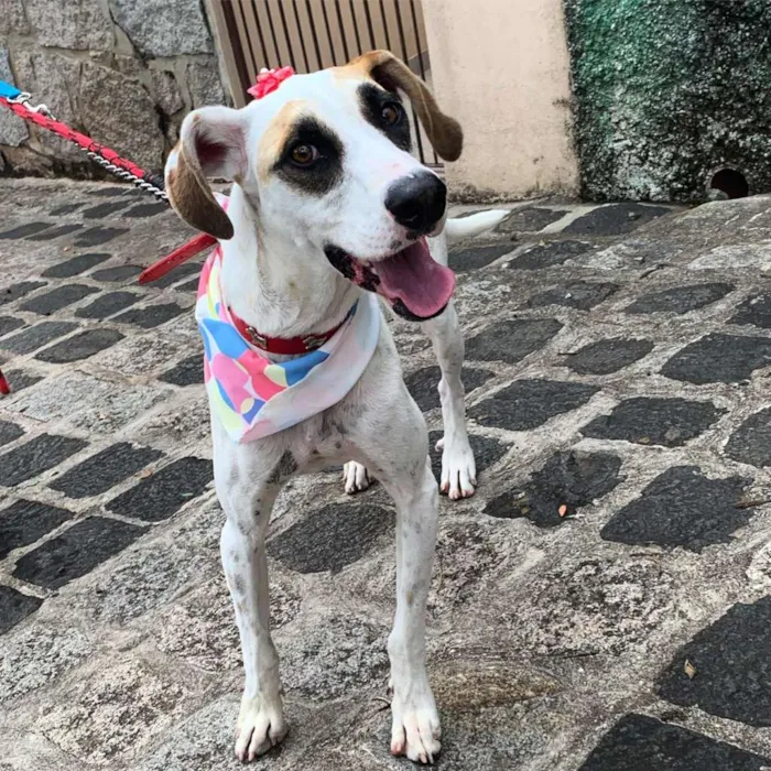 Cachorro ra a SRD-ViraLata idade 1 ano nome Bianca