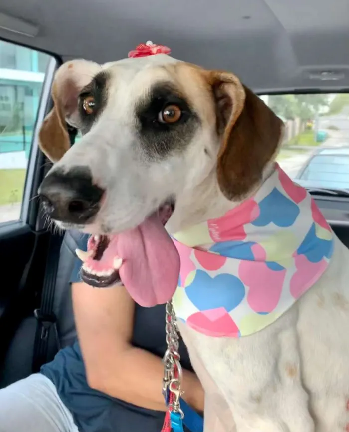 Cachorro ra a SRD-ViraLata idade 1 ano nome Bianca