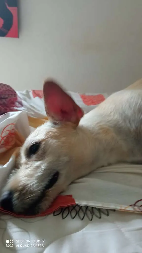 Cachorro ra a Não sei idade 2 anos nome Billy