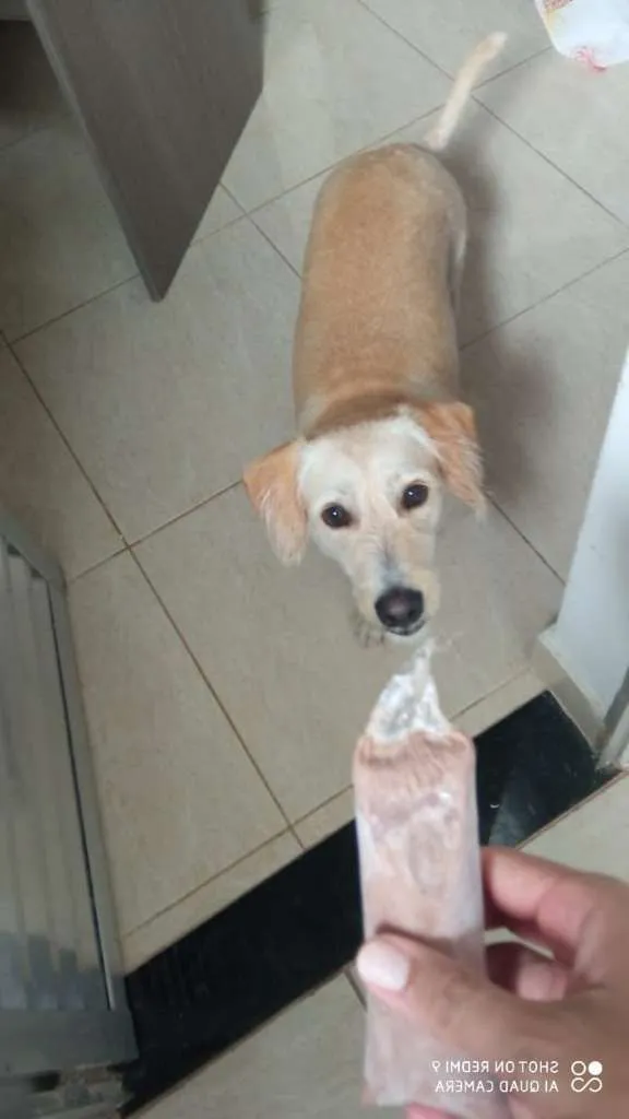 Cachorro ra a Não sei idade 2 anos nome Billy