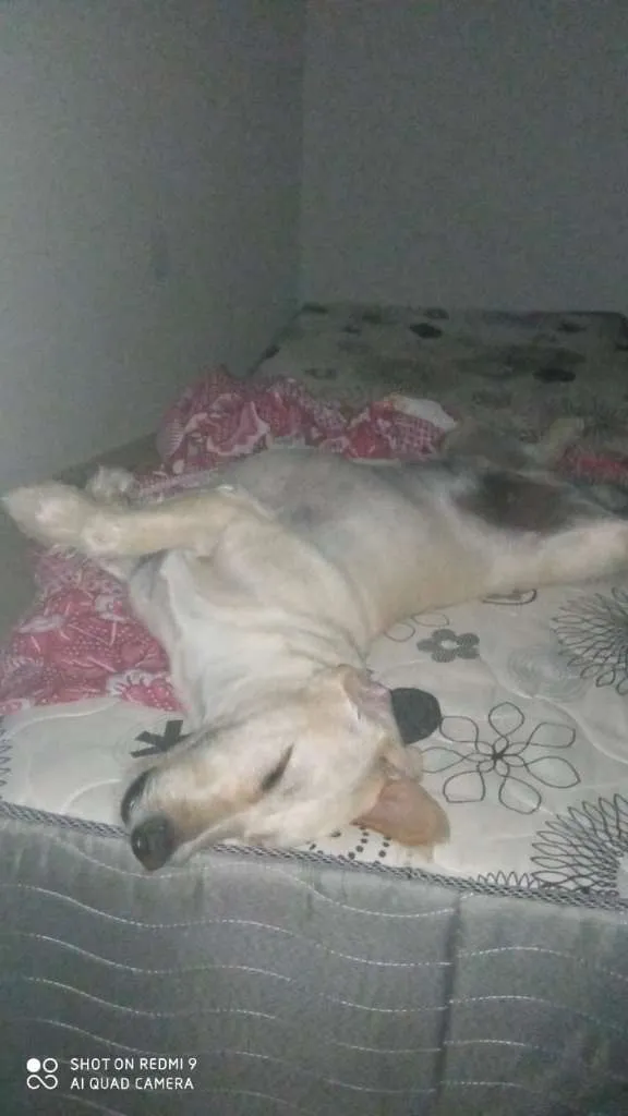 Cachorro ra a Não sei idade 2 anos nome Billy