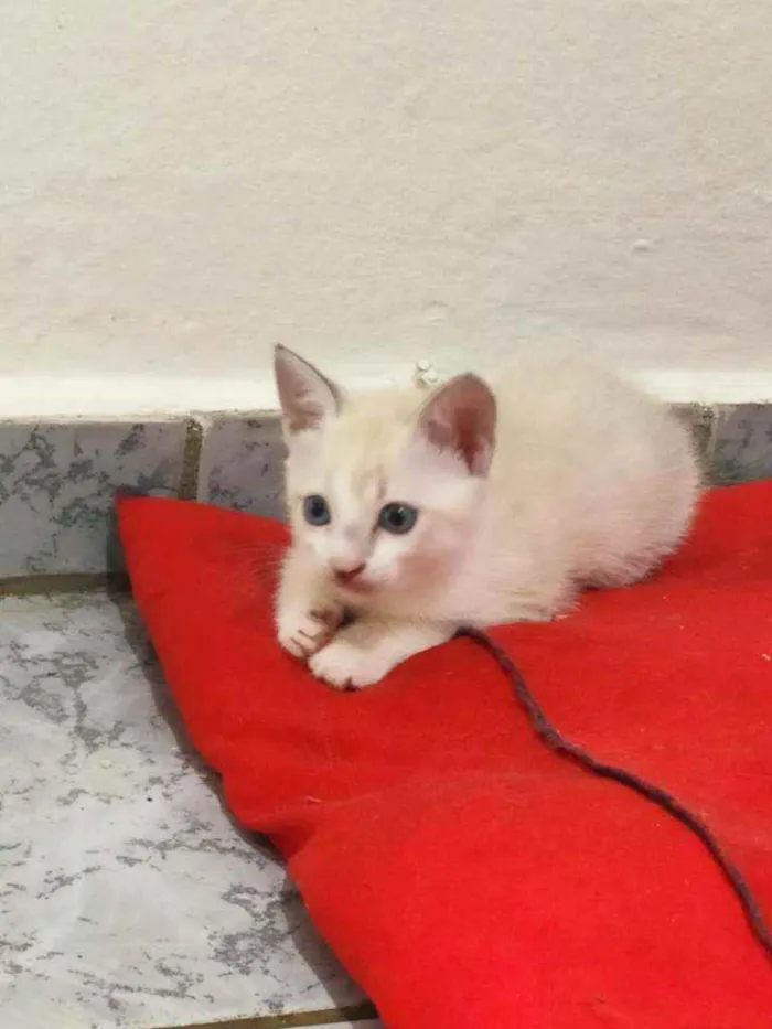 Gato ra a Não sei idade 2 a 6 meses nome Não tem