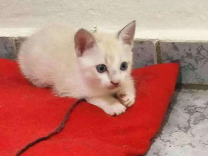 Gato ra a Não sei idade 2 a 6 meses nome Não tem
