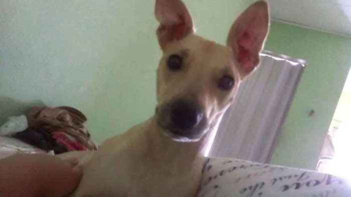 Cachorro ra a Viralata idade 2 a 6 meses nome Jade