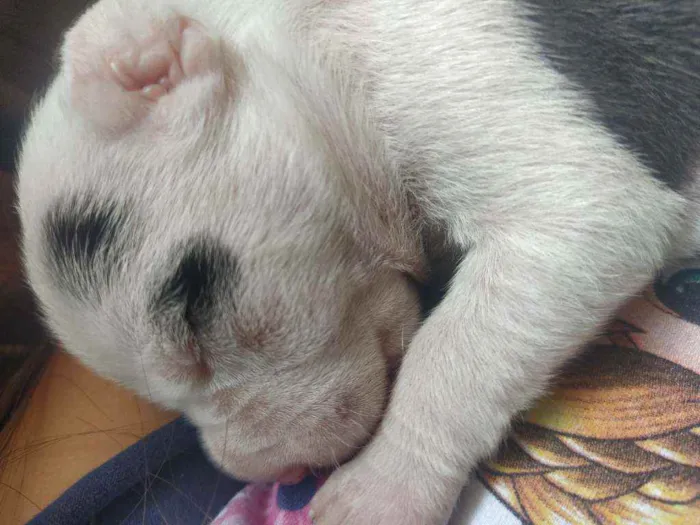 Cachorro ra a Vira lata idade Abaixo de 2 meses nome Vários