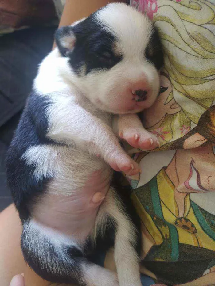 Cachorro ra a Vira lata idade Abaixo de 2 meses nome Vários
