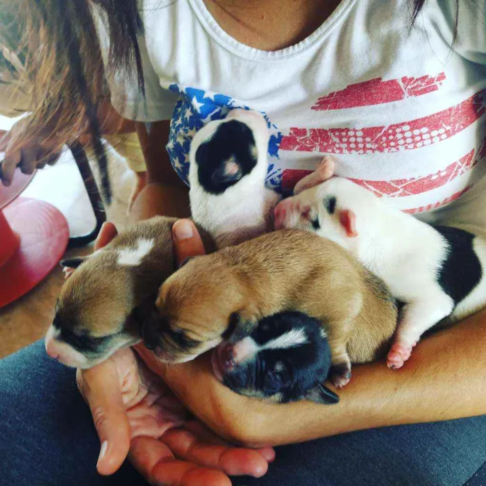 Cachorro ra a Vira lata idade Abaixo de 2 meses nome Vários