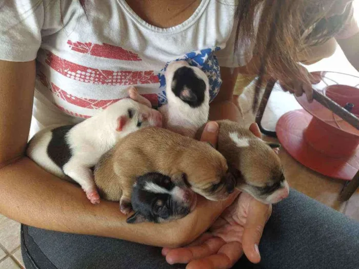 Cachorro ra a Vira lata idade Abaixo de 2 meses nome Vários