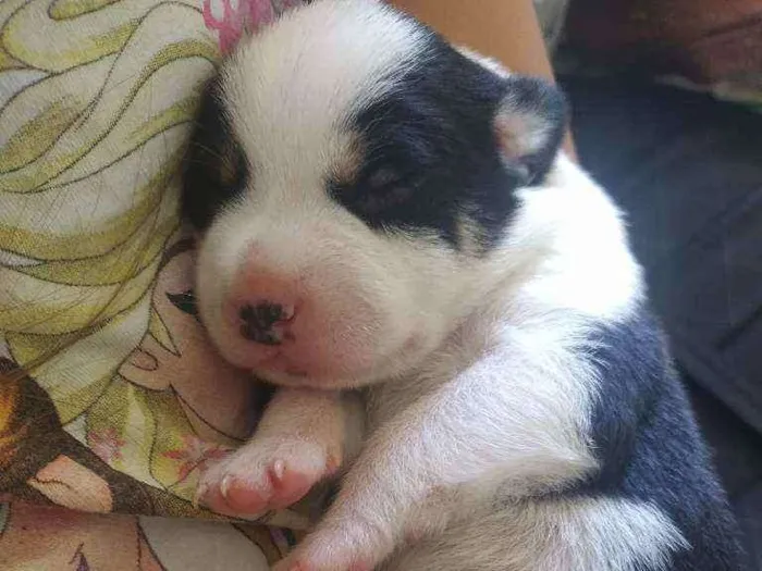 Cachorro ra a Vira lata idade Abaixo de 2 meses nome Vários