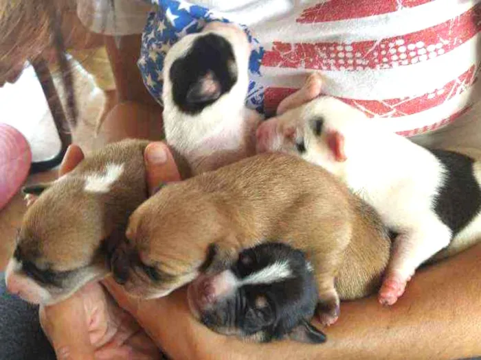 Cachorro ra a Vira lata idade Abaixo de 2 meses nome Vários