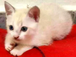 Gato raça Não sei idade 2 a 6 meses nome Não tem