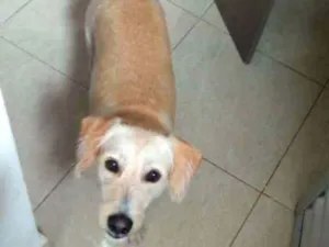 Cachorro raça Não sei idade 2 anos nome Billy