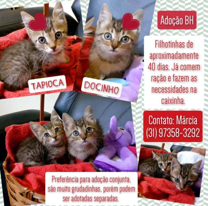 Gato raça SRD idade Abaixo de 2 meses nome Tapioca e Docinho 