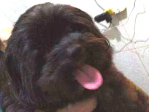 Cachorro raça Shitzu idade 1 ano nome S/n 