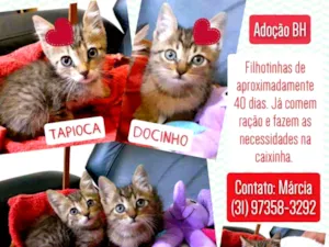 Gato raça SRD idade Abaixo de 2 meses nome Tapioca e Docinho 