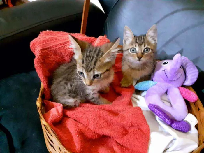 Gato raça SRD idade Abaixo de 2 meses nome Tapioca e Docinho 