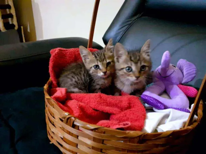 Gato raça SRD idade Abaixo de 2 meses nome Tapioca e Docinho 