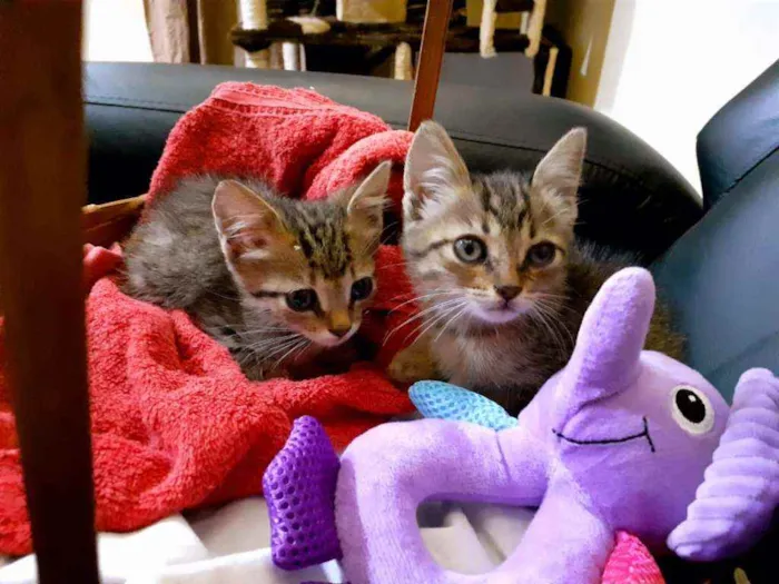 Gato raça SRD idade Abaixo de 2 meses nome Tapioca e Docinho 
