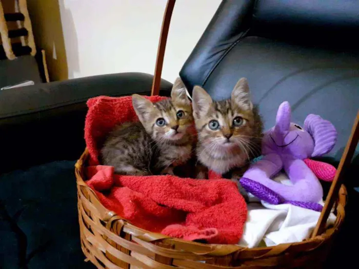 Gato raça SRD idade Abaixo de 2 meses nome Tapioca e Docinho 
