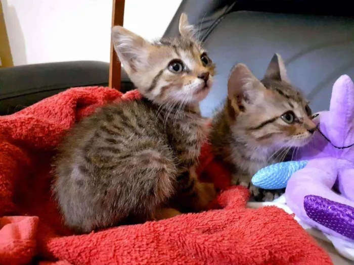 Gato raça SRD idade Abaixo de 2 meses nome Tapioca e Docinho 
