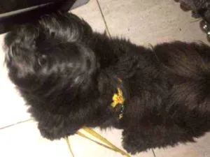 Cachorro raça Shitzu idade 2 anos nome S/n
