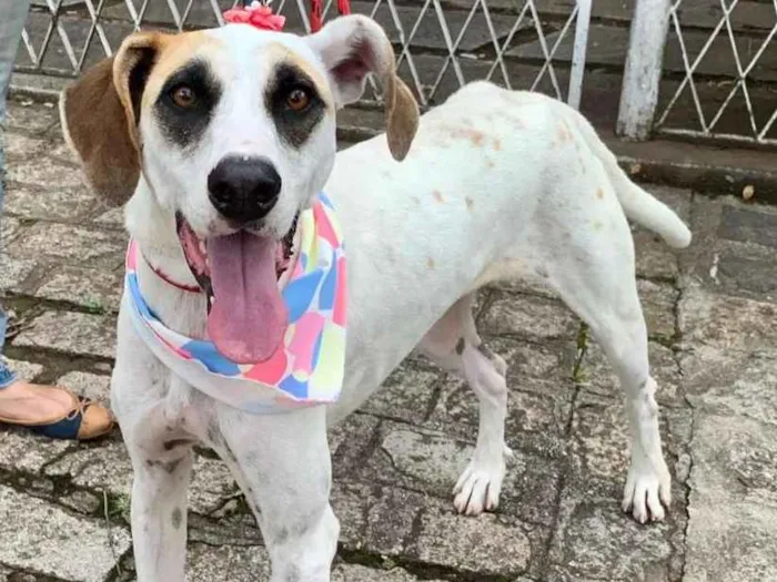 Cachorro ra a SRD-ViraLata idade 1 ano nome Bianca