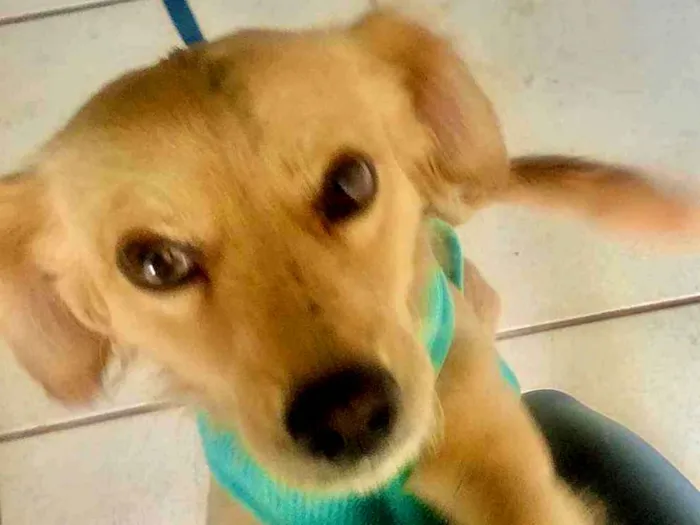 Cachorro ra a - idade Abaixo de 2 meses nome Guardião 