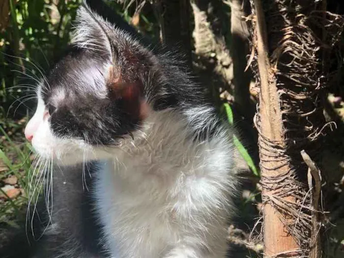 Gato ra a sem raça definida idade 2 a 6 meses nome Leon