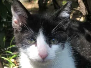 Gato raça sem raça definida idade 2 a 6 meses nome Leon
