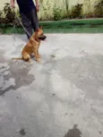 Cachorro raça SRD idade 1 ano nome Lion