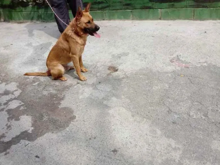 Cachorro raça SRD idade 1 ano nome Lion
