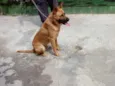 Cachorro raça SRD idade 1 ano nome Lion
