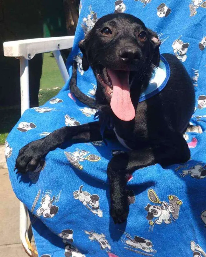 Cachorro ra a Vira-Lata idade 2 a 6 meses nome Rock